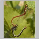 Pyrrhosoma nymphula - Fruehe Adonisjungfer 21.jpg